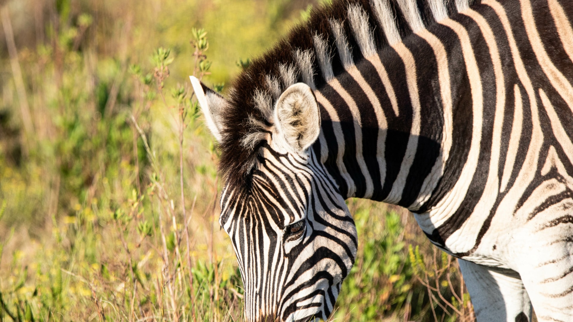 Roadtrip entlang der Garden Route